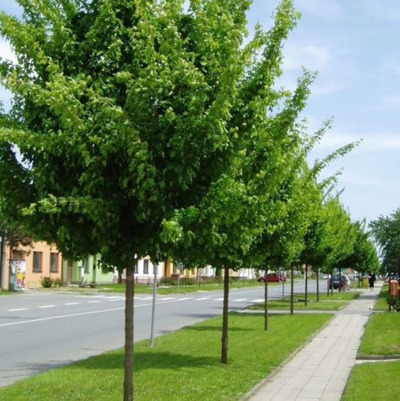 Fältlönn – Acer campestre 'Elsrijk' - 8/10 in Cont HO/ST